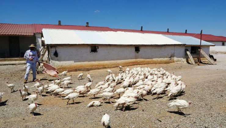 Muş’ta Kanada ırkı beyaz hindi yetiştiriciliği