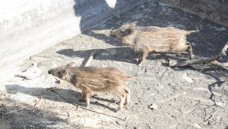 Sulama havuzuna düşen domuzları belediye ekipleri kurtardı