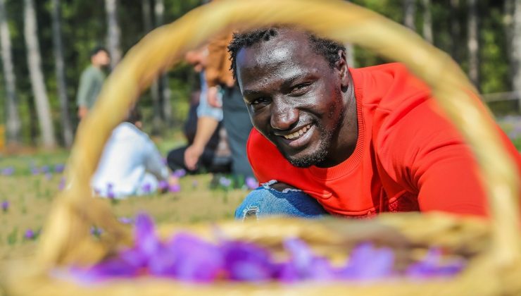 KBÜ’lü Uluslararası öğrencilerden Safran hasadı