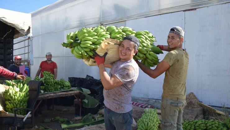 Muz seralarında yeni hasat başladı, rekolte artınca fiyat düştü