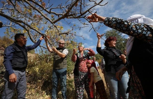 Orman Bölge Müdürü Selendi’de Antep fıstığı hasadına katıldı