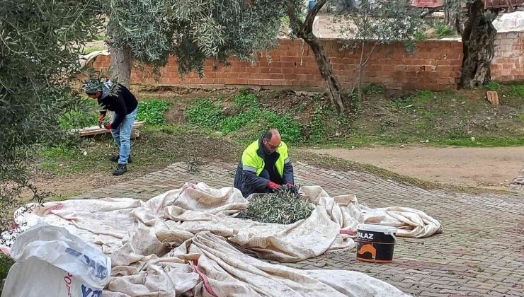 Nazilli Belediyesi zeytin hasadına başladı